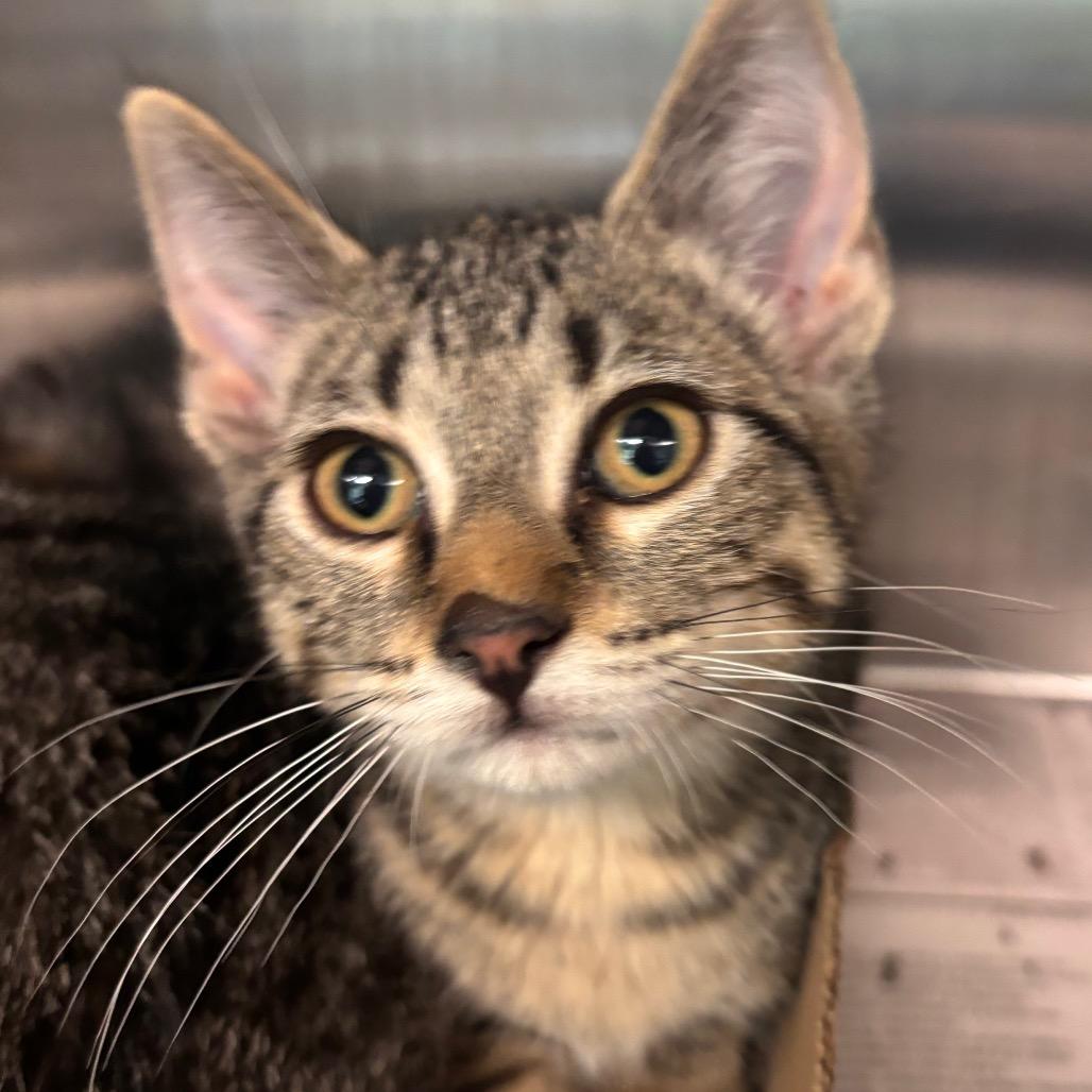 Ferret, Adoptable, Kitten Female Domestic Short Hair.