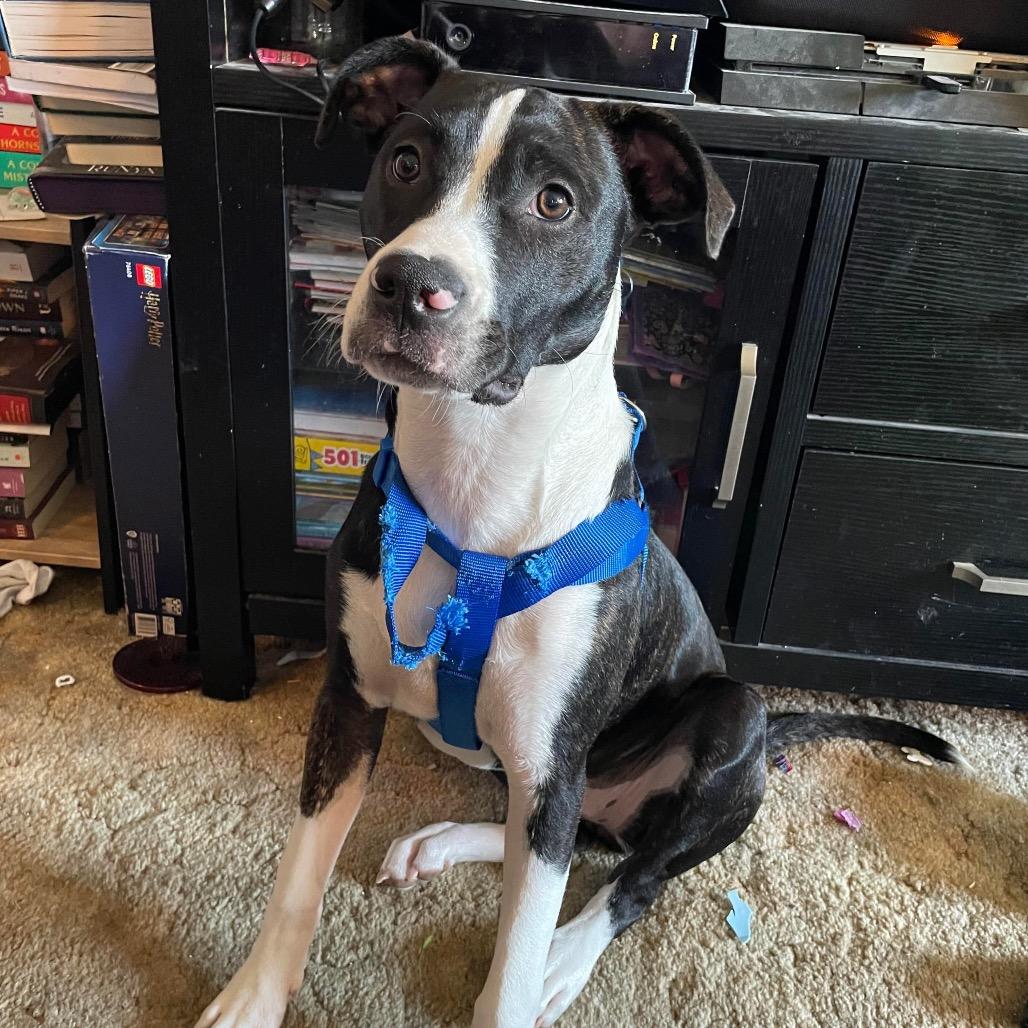 Enlarge Chloe, a Adoptable mixed breed in Columbus, OH image 1/6