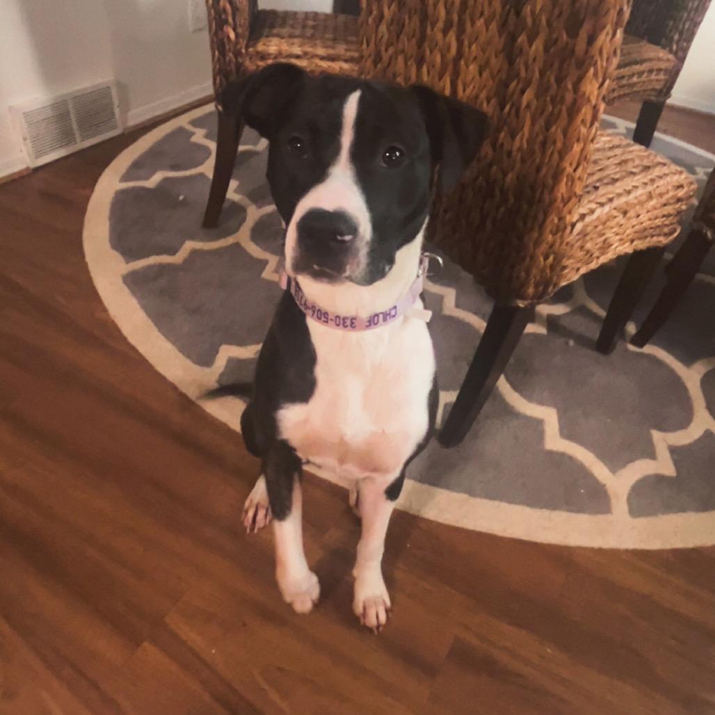 Enlarge Chloe, a Adoptable mixed breed in Columbus, OH image 2/6