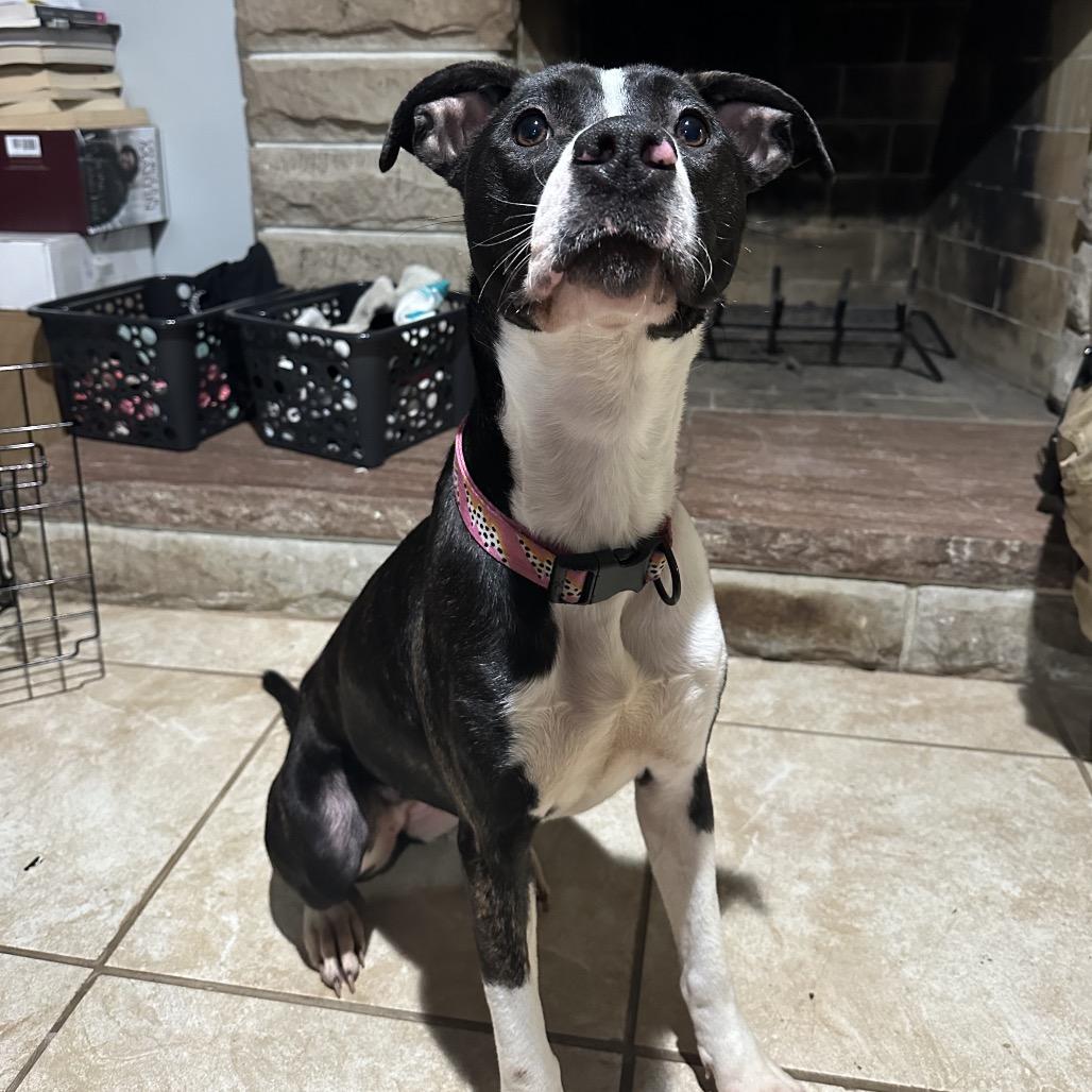 Enlarge Chloe, a Adoptable mixed breed in Columbus, OH image 3/6