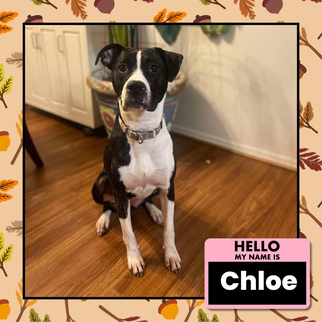 Enlarge Chloe, a Adoptable mixed breed in Columbus, OH image 4/6