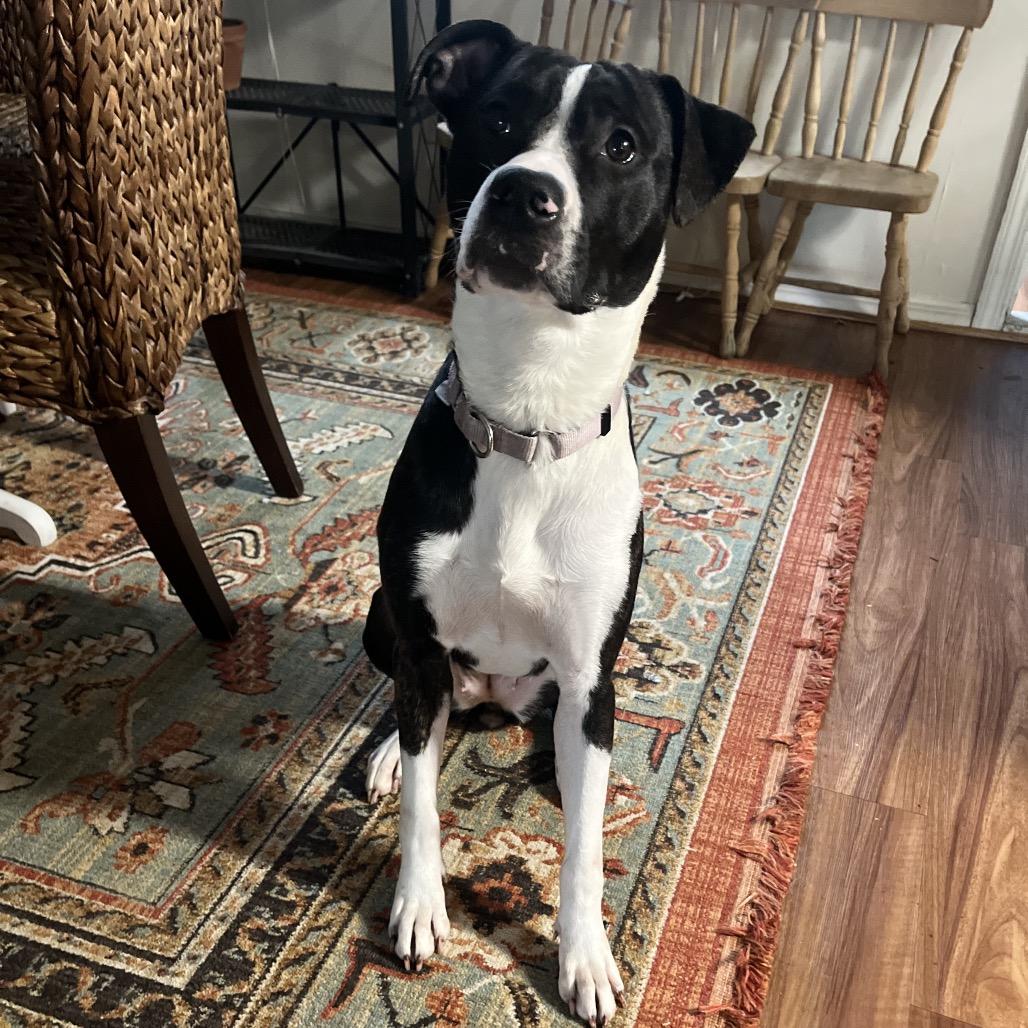 Enlarge Chloe, a Adoptable mixed breed in Columbus, OH image 5/6