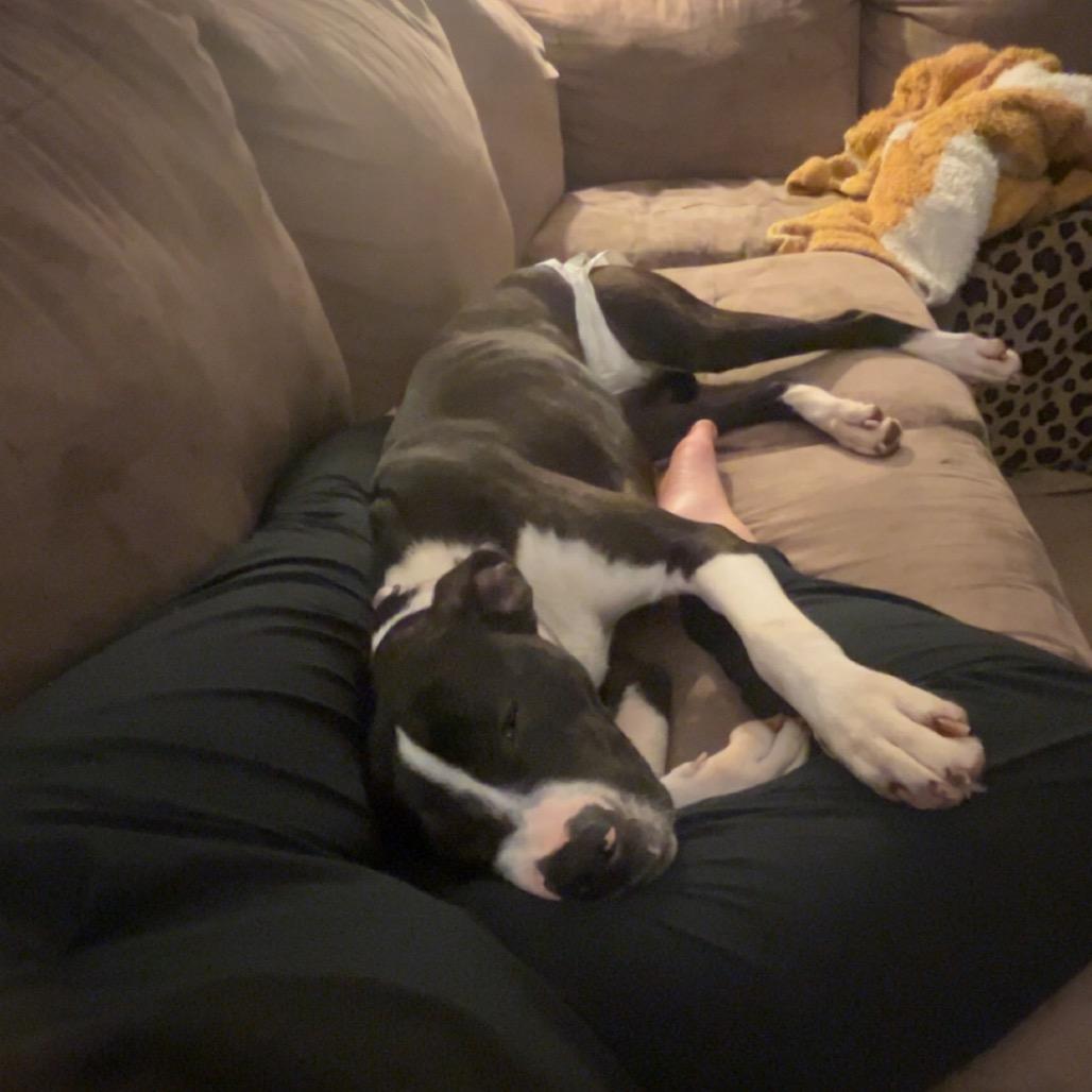 Enlarge Chloe, a Adoptable mixed breed in Columbus, OH image 6/6