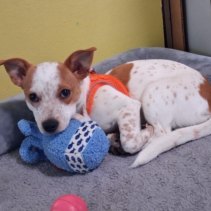 Sweetie, ADOPTABLE, Puppy Female Cattle Dog.