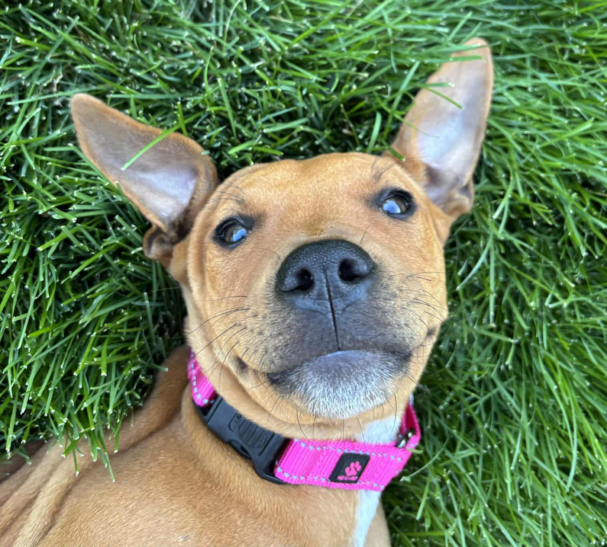 Lucy, an adoptable Pit Bull Terrier in Mead, WA, 99021 | Photo Image 2