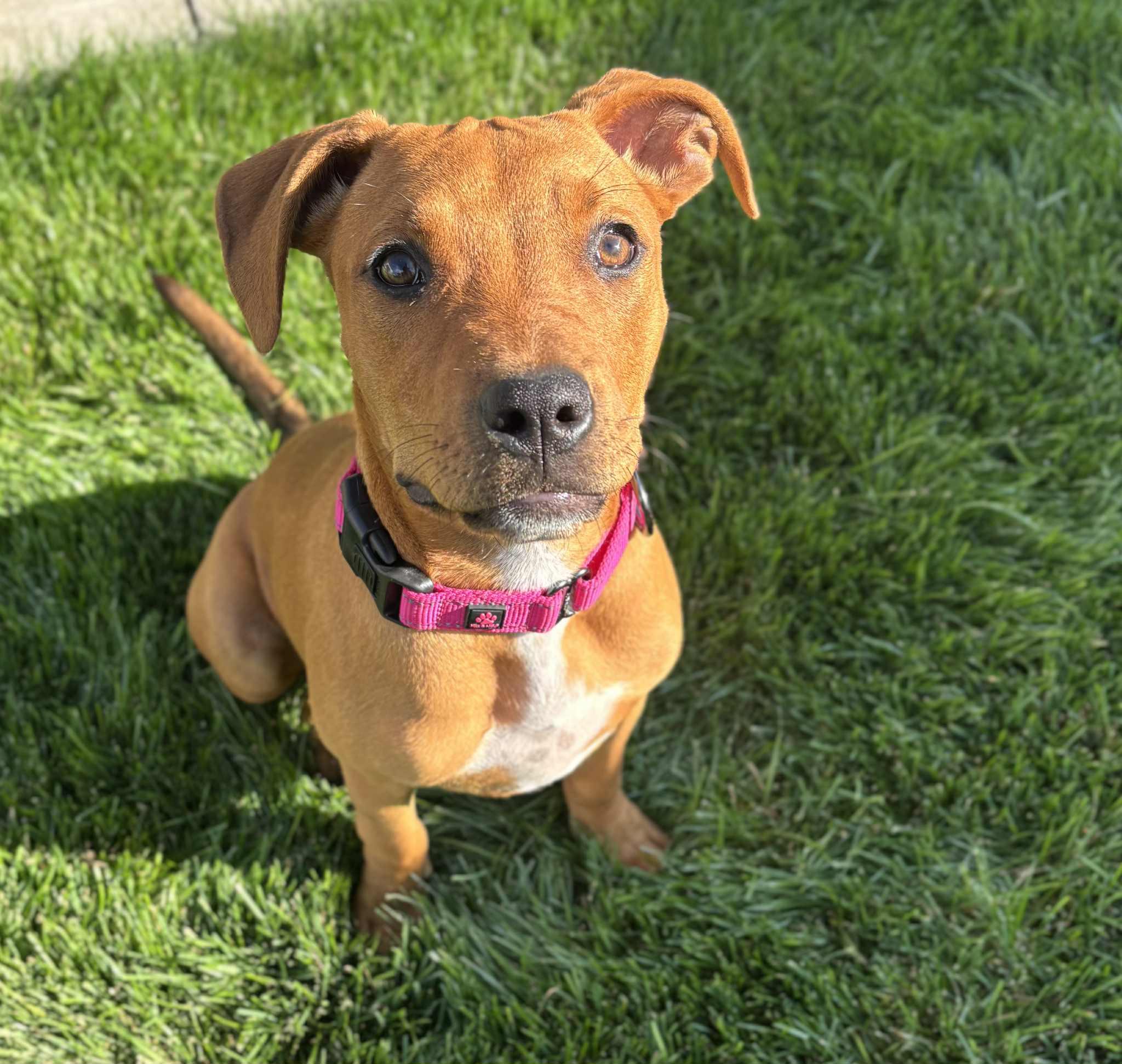 Lucy, an adoptable Pit Bull Terrier in Mead, WA, 99021 | Photo Image 4
