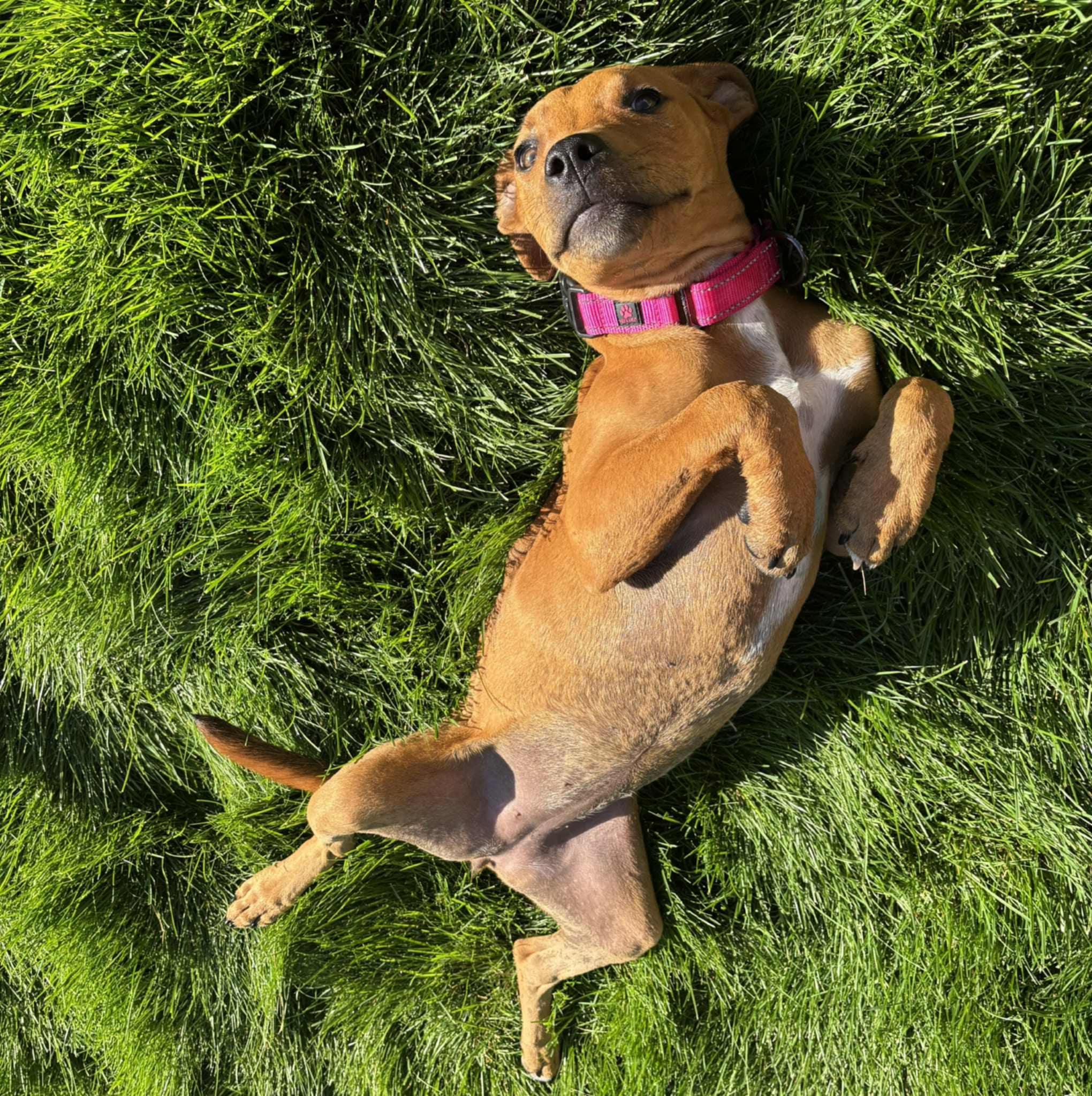 Lucy, an adoptable Pit Bull Terrier in Mead, WA, 99021 | Photo Image 5