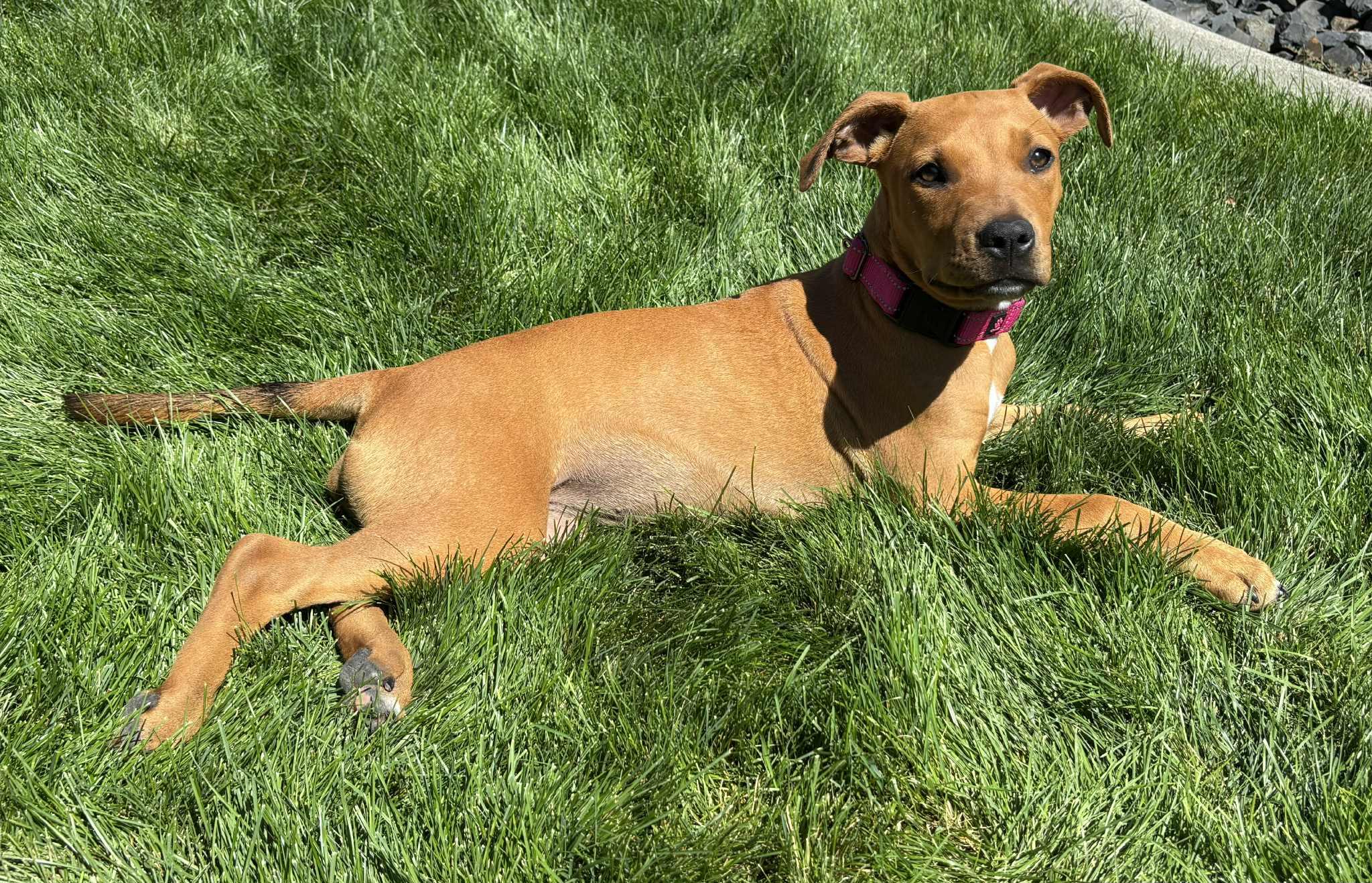 Lucy, an adoptable Pit Bull Terrier in Mead, WA, 99021 | Photo Image 3