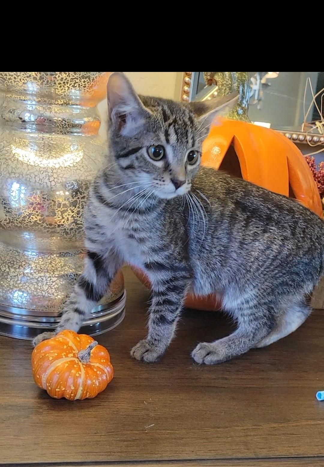 Enlarge Cadiz, a Adoptable Domestic Short Hair in Litchfield Park, AZ image 2/2