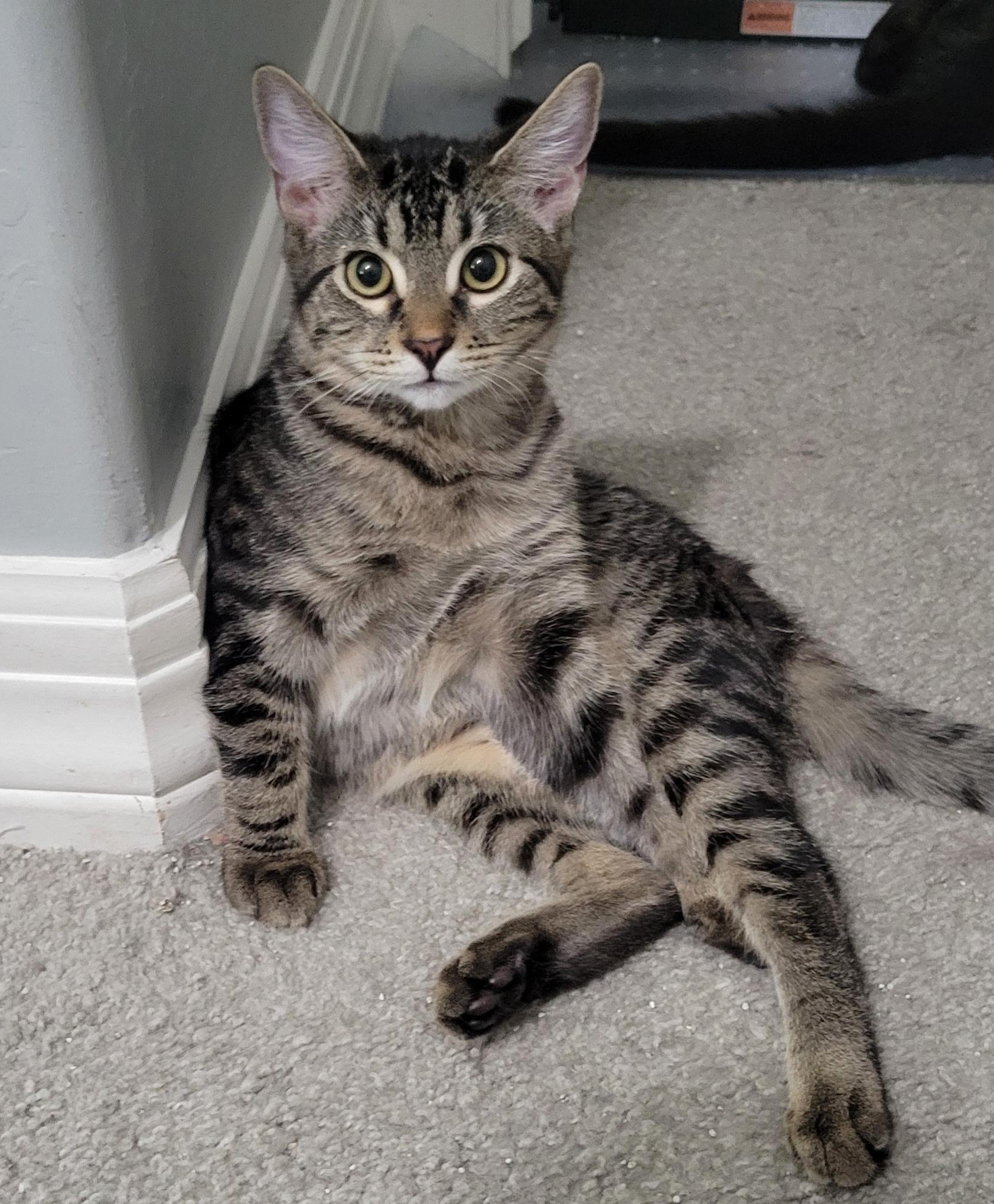 Cadiz, Adoptable, Kitten Female Domestic Short Hair.