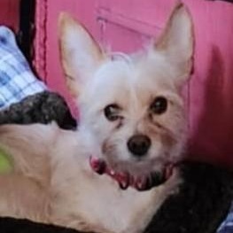 Enlarge Osito, a Adoptable mixed breed in Cherry Hill, NJ image 2/6