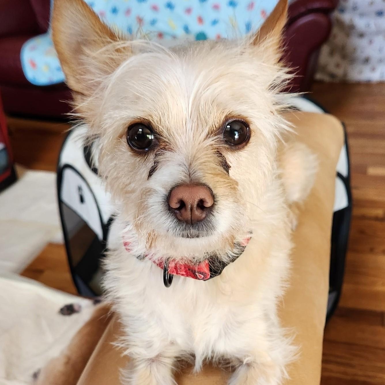 Enlarge Osito, a Adoptable mixed breed in Cherry Hill, NJ image 4/6