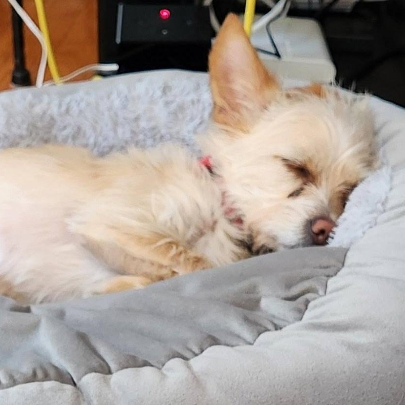 Enlarge Osito, a Adoptable mixed breed in Cherry Hill, NJ image 5/6