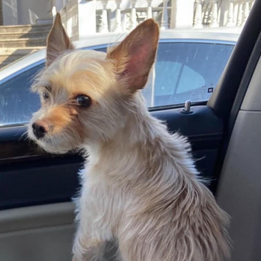 Enlarge Osito, a Adoptable mixed breed in Cherry Hill, NJ image 6/6