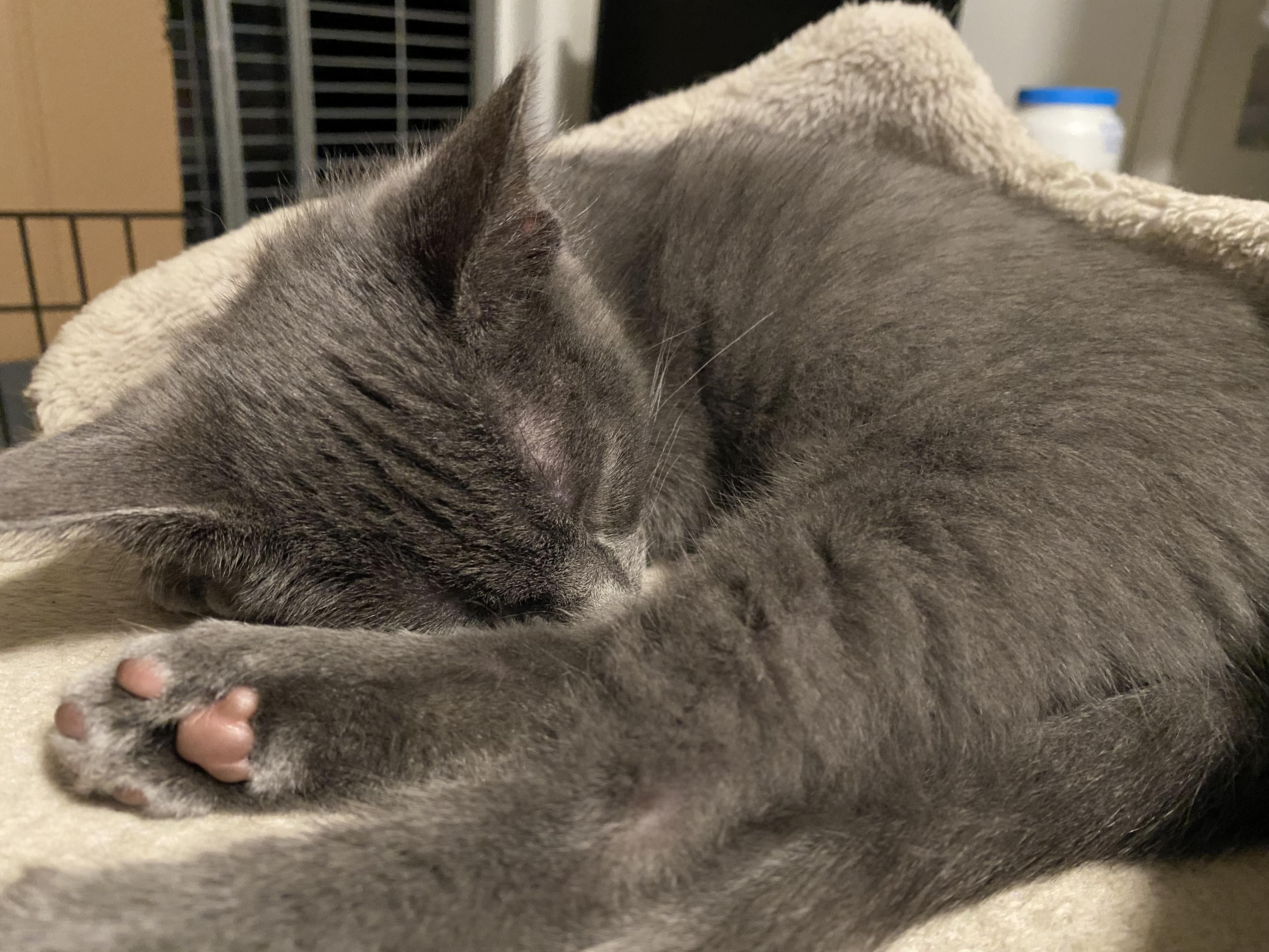 Enlarge Kylo, and Luke, an adopted mixed breed in South San Francisco, CA image 3/4