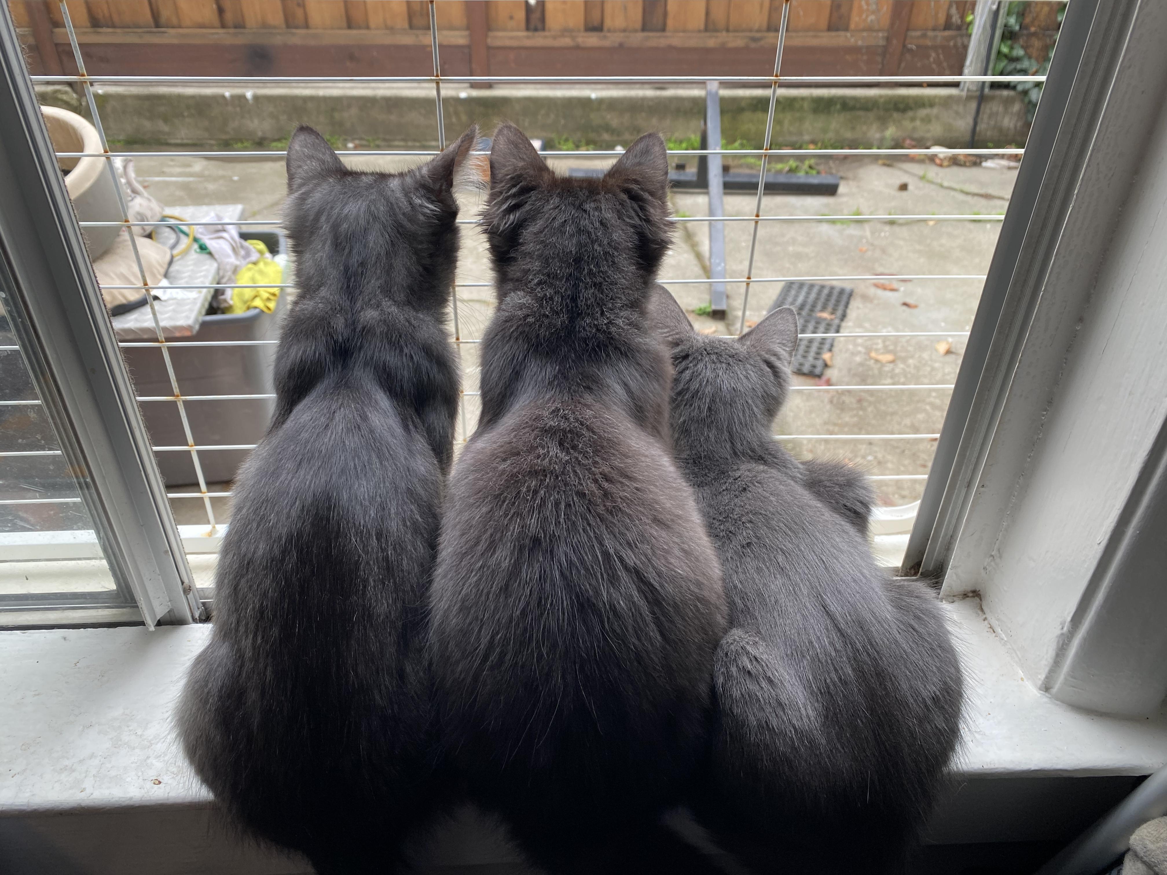 Enlarge Kylo, and Luke, an adopted mixed breed in South San Francisco, CA image 2/4