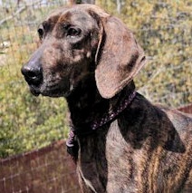Enlarge Louise (CA), a Adoptable Plott Hound in Jackson, CA image 1/4
