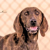 Louise (CA), Adoptable, Young Female Plott Hound.