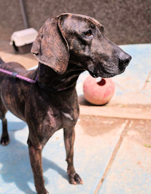 Enlarge Louise (CA), a Adoptable Plott Hound in Jackson, CA image 3/4