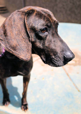 Enlarge Louise (CA), a Adoptable Plott Hound in Jackson, CA image 4/4