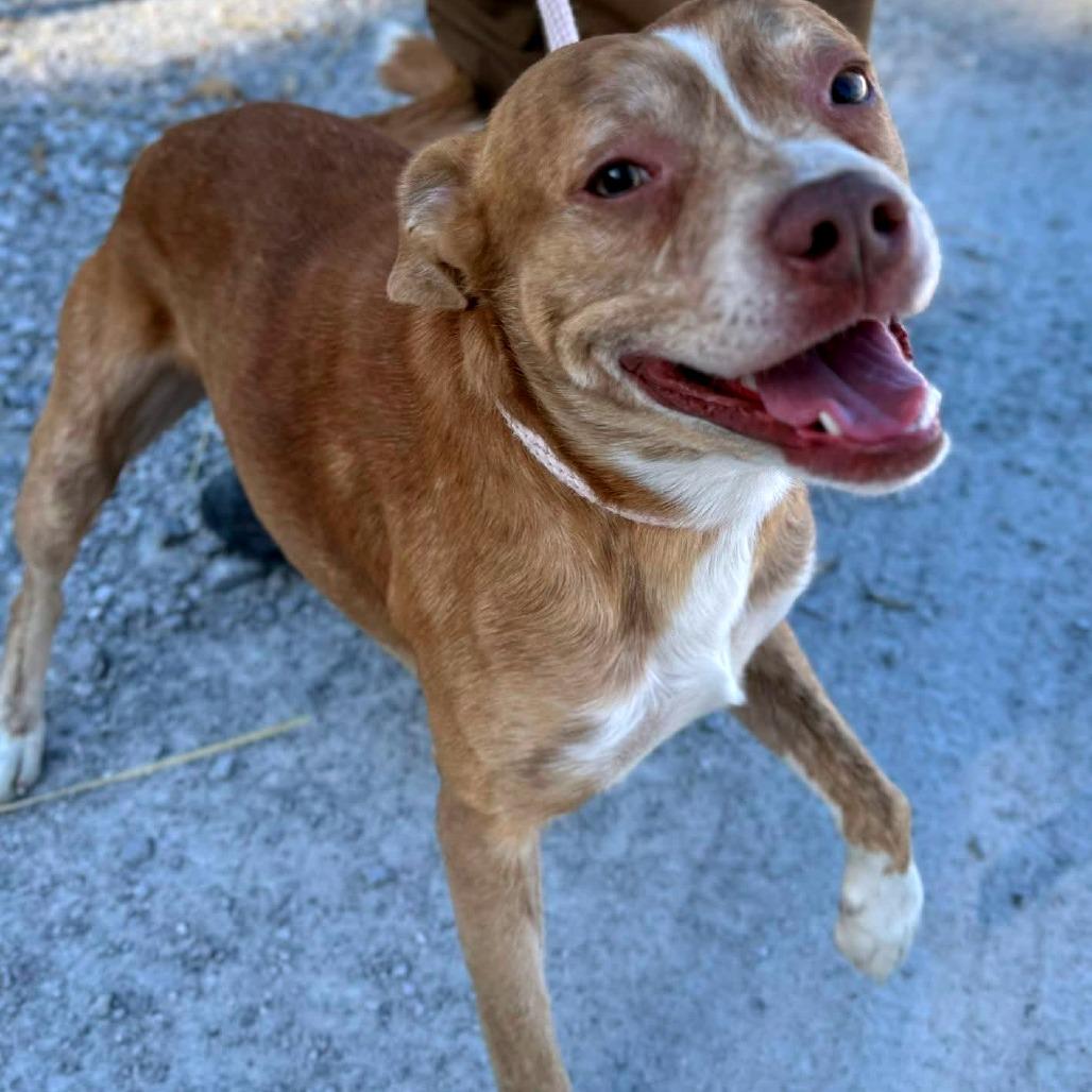 Giblet, Adoptable, Young Male Mixed Breed.
