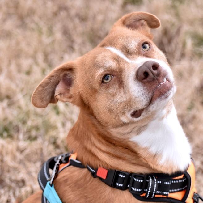 Giblet, Adoptable, Young Male Mixed Breed.
