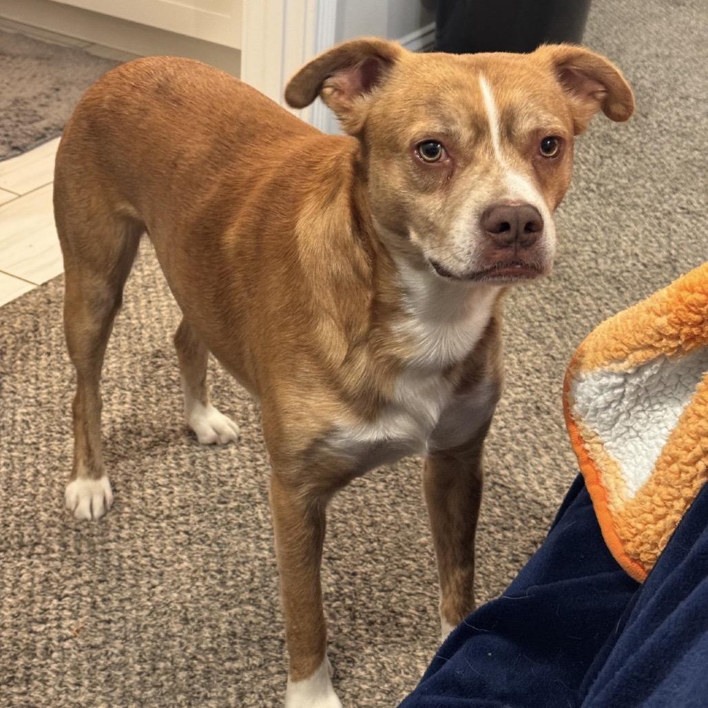 Giblet, Adoptable, Young Male Mixed Breed.
