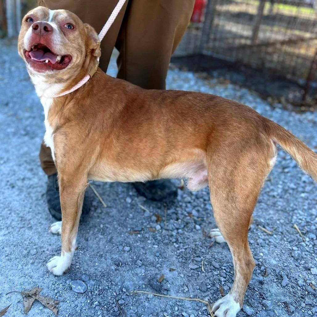 Enlarge Giblet, a Adoptable Mixed Breed in Clarksville, TN image 2/6