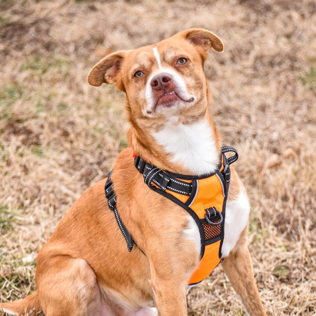Giblet, a Adoptable Mixed Breed in Clarksville, TN image 2/6