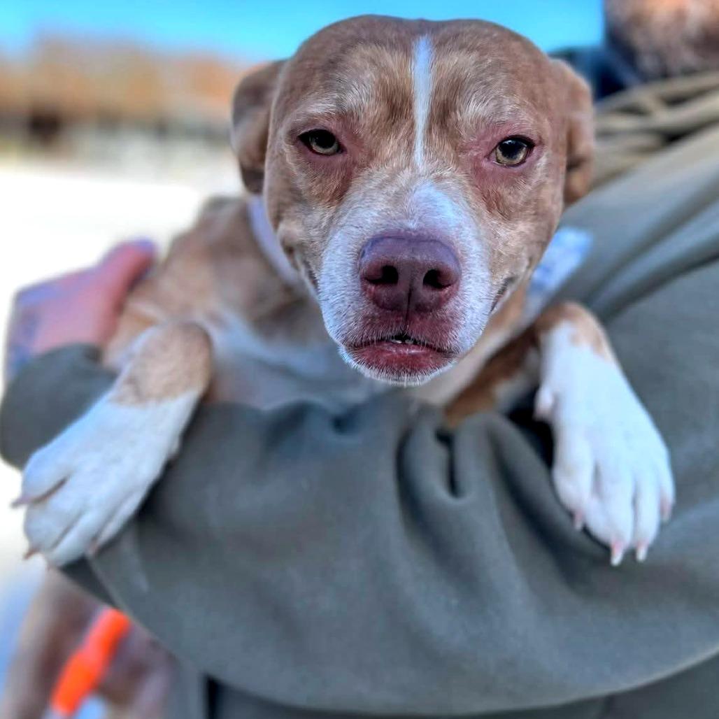 Enlarge Giblet, a Adoptable Mixed Breed in Clarksville, TN image 4/6