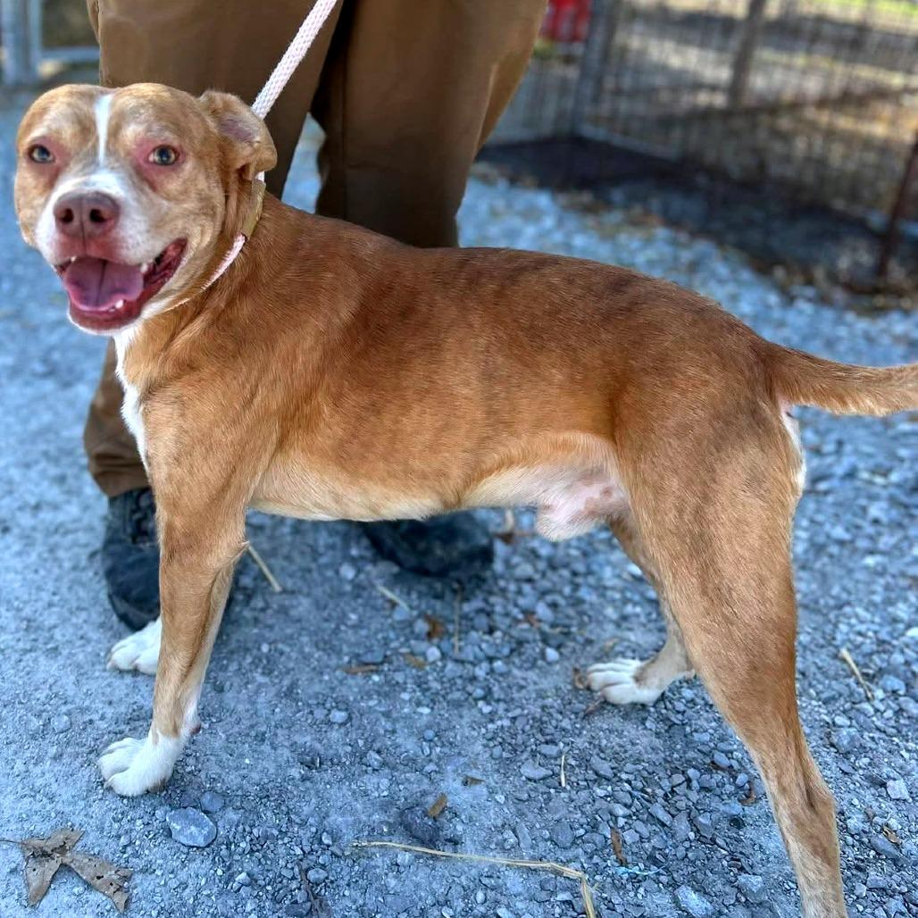 Enlarge Giblet, a Adoptable Mixed Breed in Clarksville, TN image 5/6