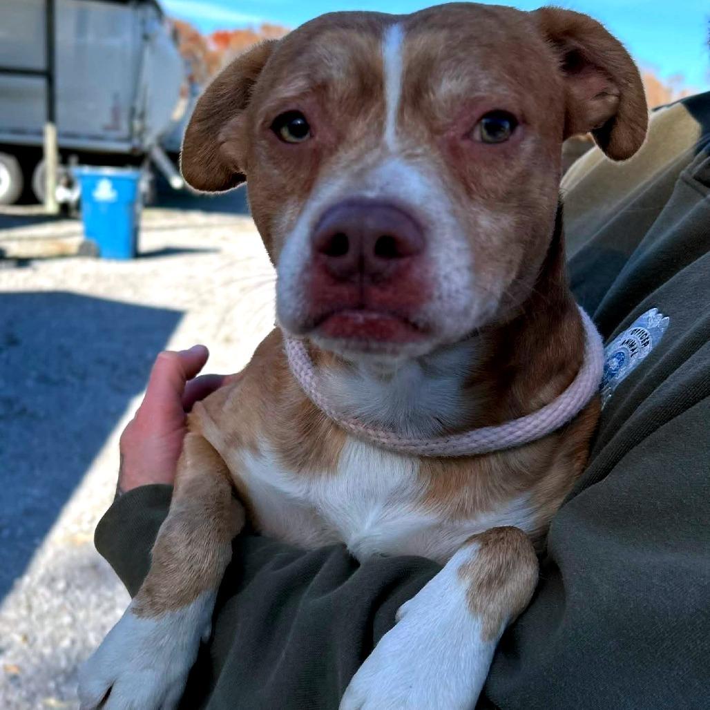 Enlarge Giblet, a Adoptable Mixed Breed in Clarksville, TN image 6/6