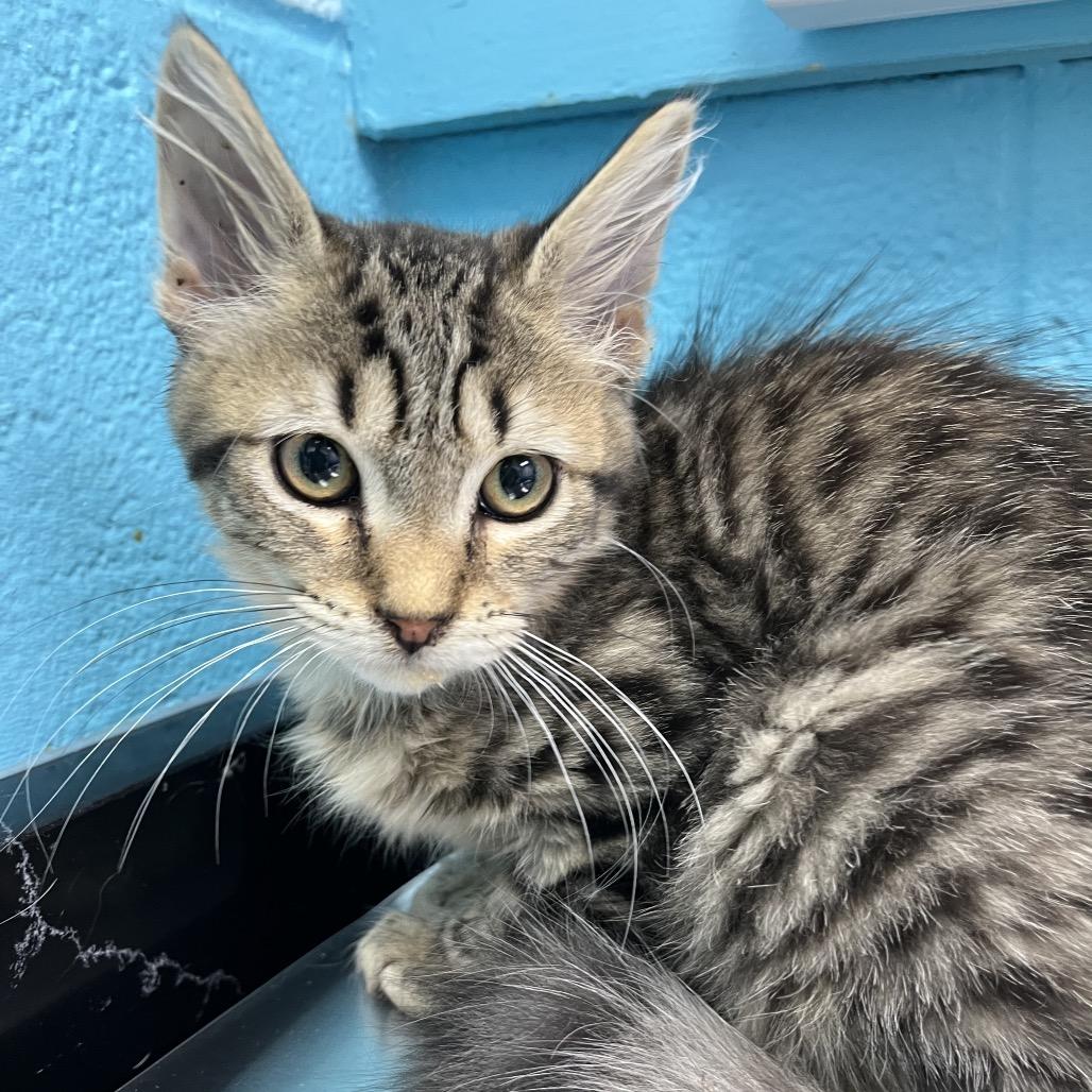Pat, Adoptable, Kitten Male Domestic Long Hair.