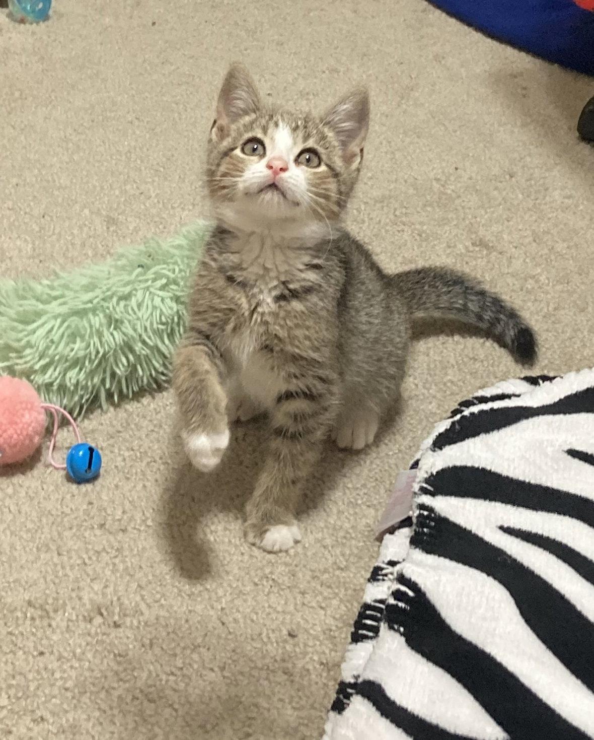 Denali, Adoptable, Kitten Female Tabby.