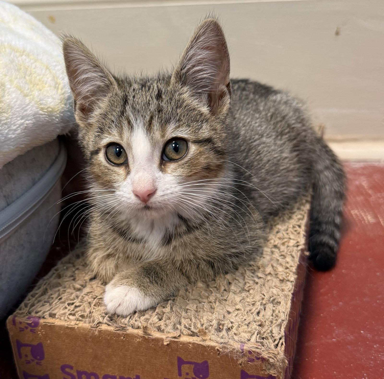 Enlarge Denali, a Adoptable Tabby in Stone Mountain, GA image 2/3