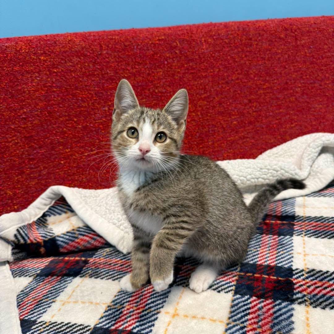 Enlarge Denali, a Adoptable Tabby in Stone Mountain, GA image 3/3