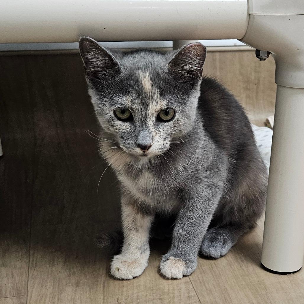 Aurora, Adoptable, Kitten Female Domestic Short Hair.