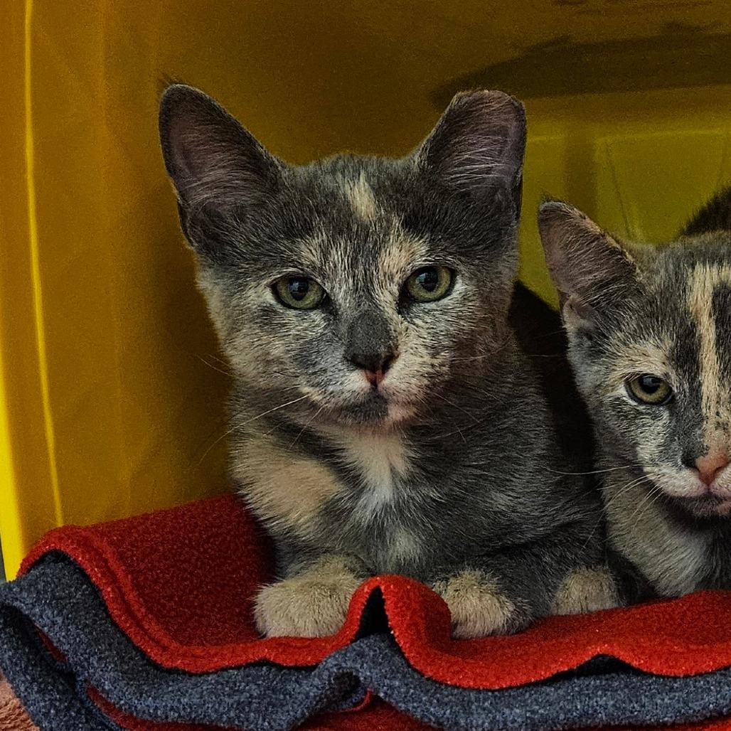 Enlarge Aurora, a Adoptable Domestic Short Hair in Oneonta, NY image 2/2