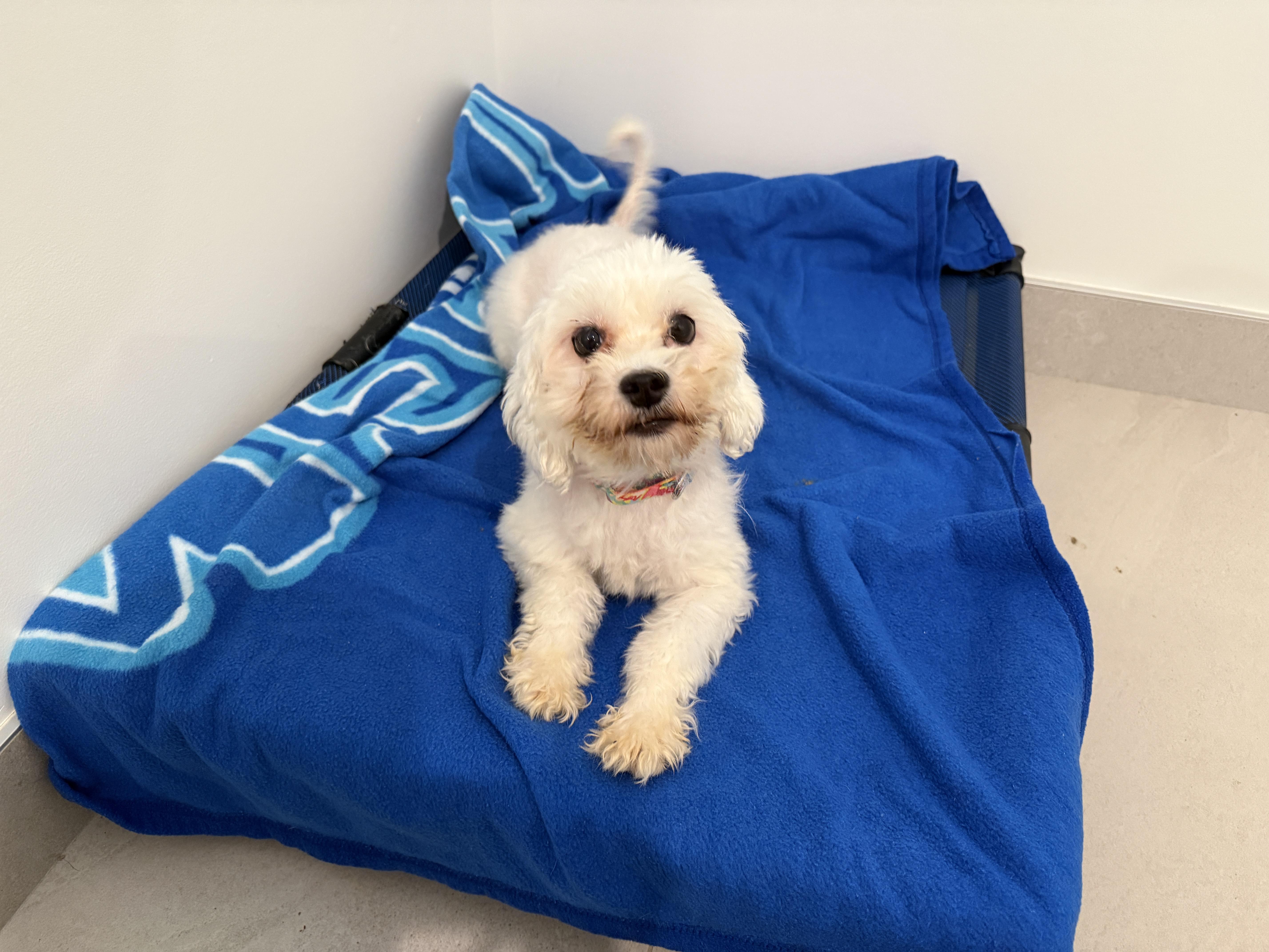 Enlarge Bee, a Adoptable Mixed Breed in Evanston, IL image 1/3