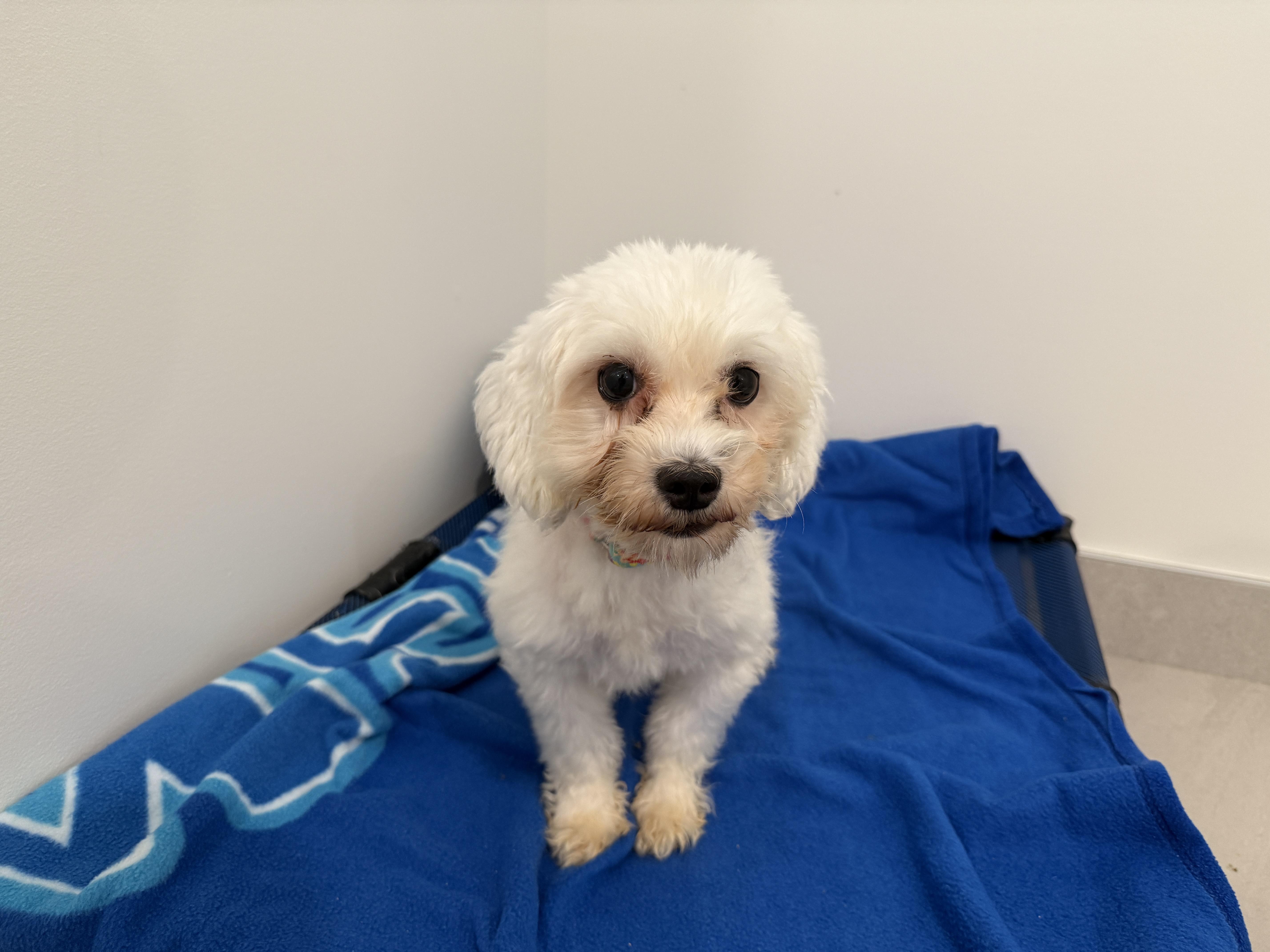 Enlarge Bee, a Adoptable Mixed Breed in Evanston, IL image 2/3