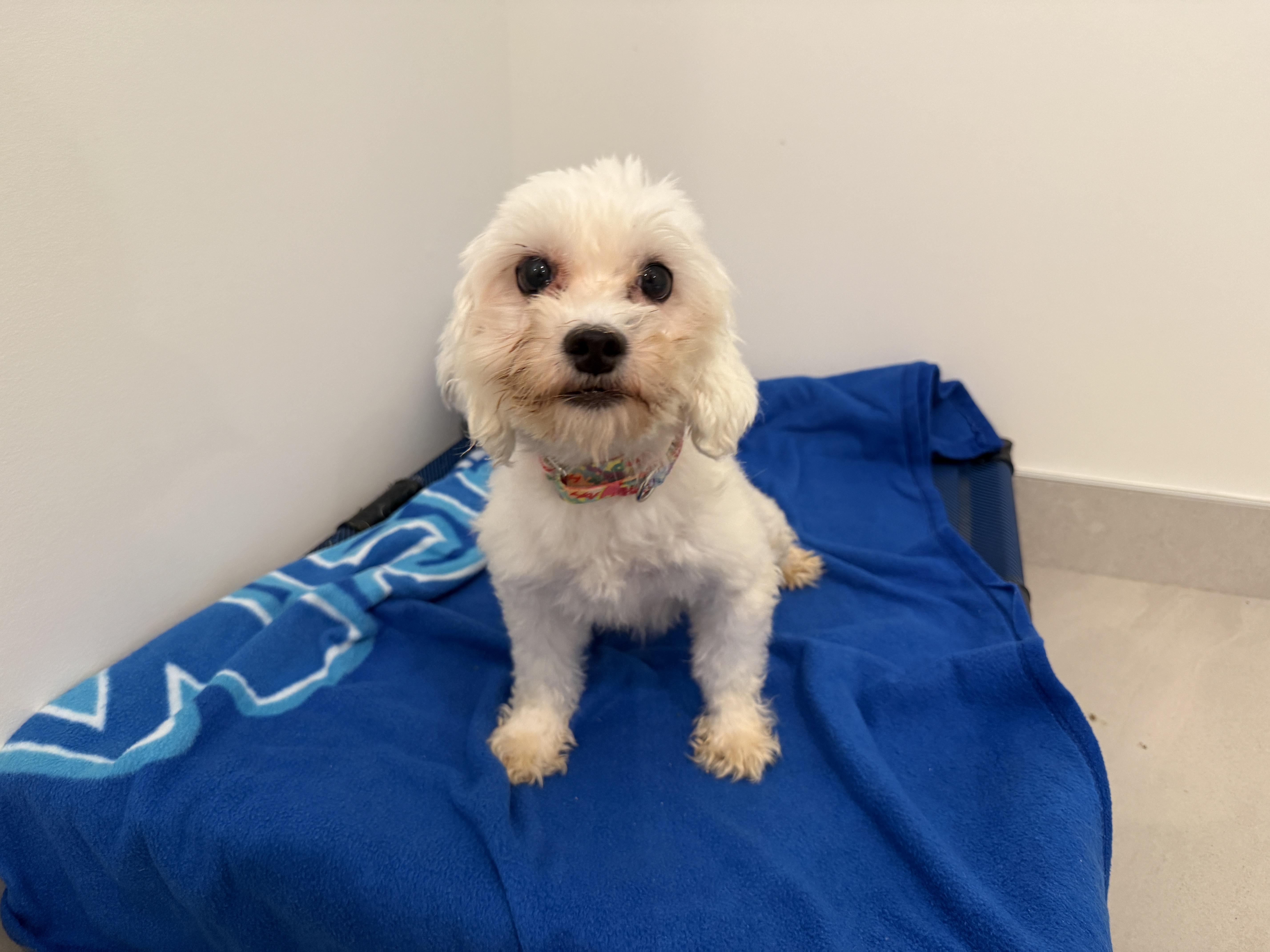 Enlarge Bee, a Adoptable Mixed Breed in Evanston, IL image 3/3