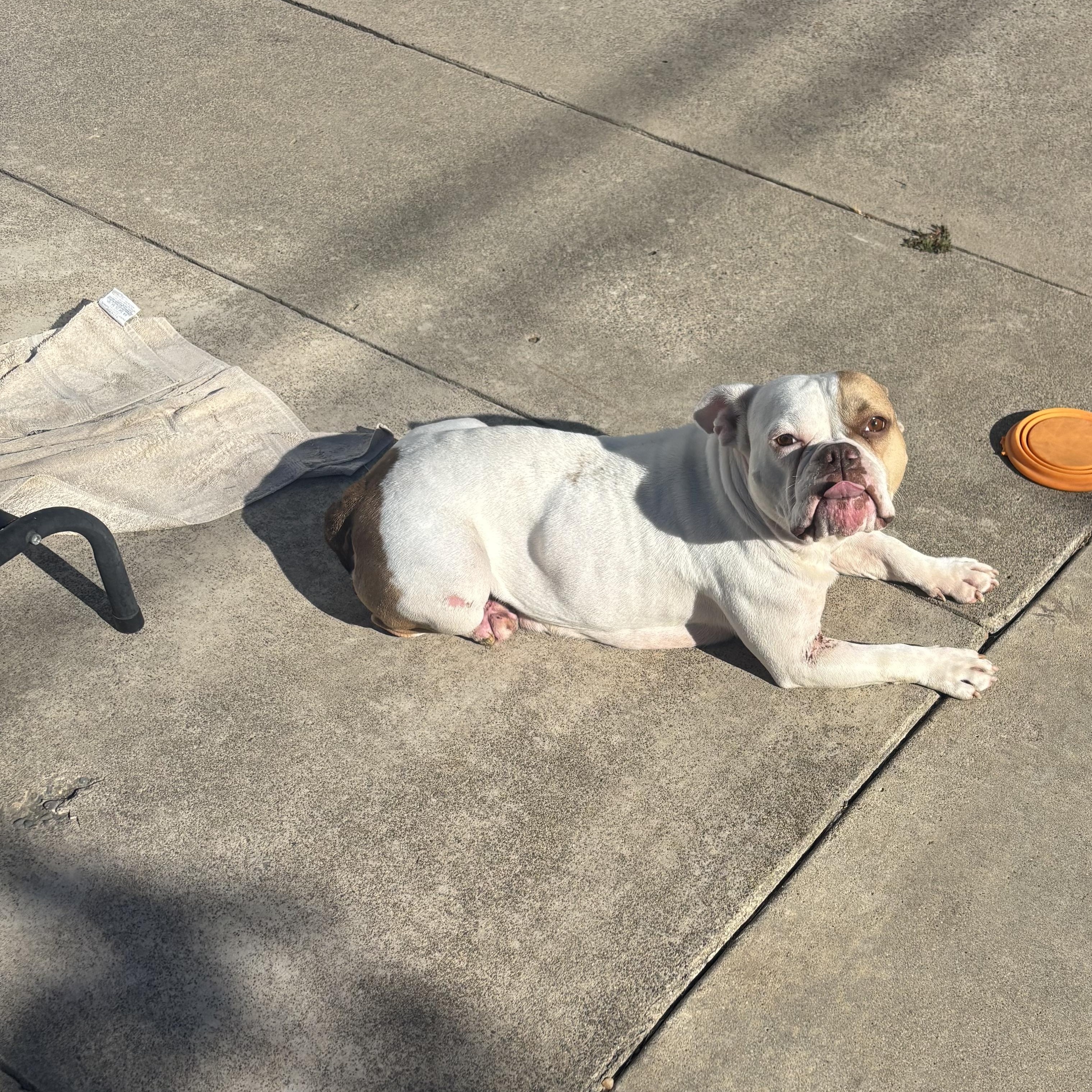 Enlarge Georgina, a Adopted mixed breed in SACRAMENTO, CA image 3/3