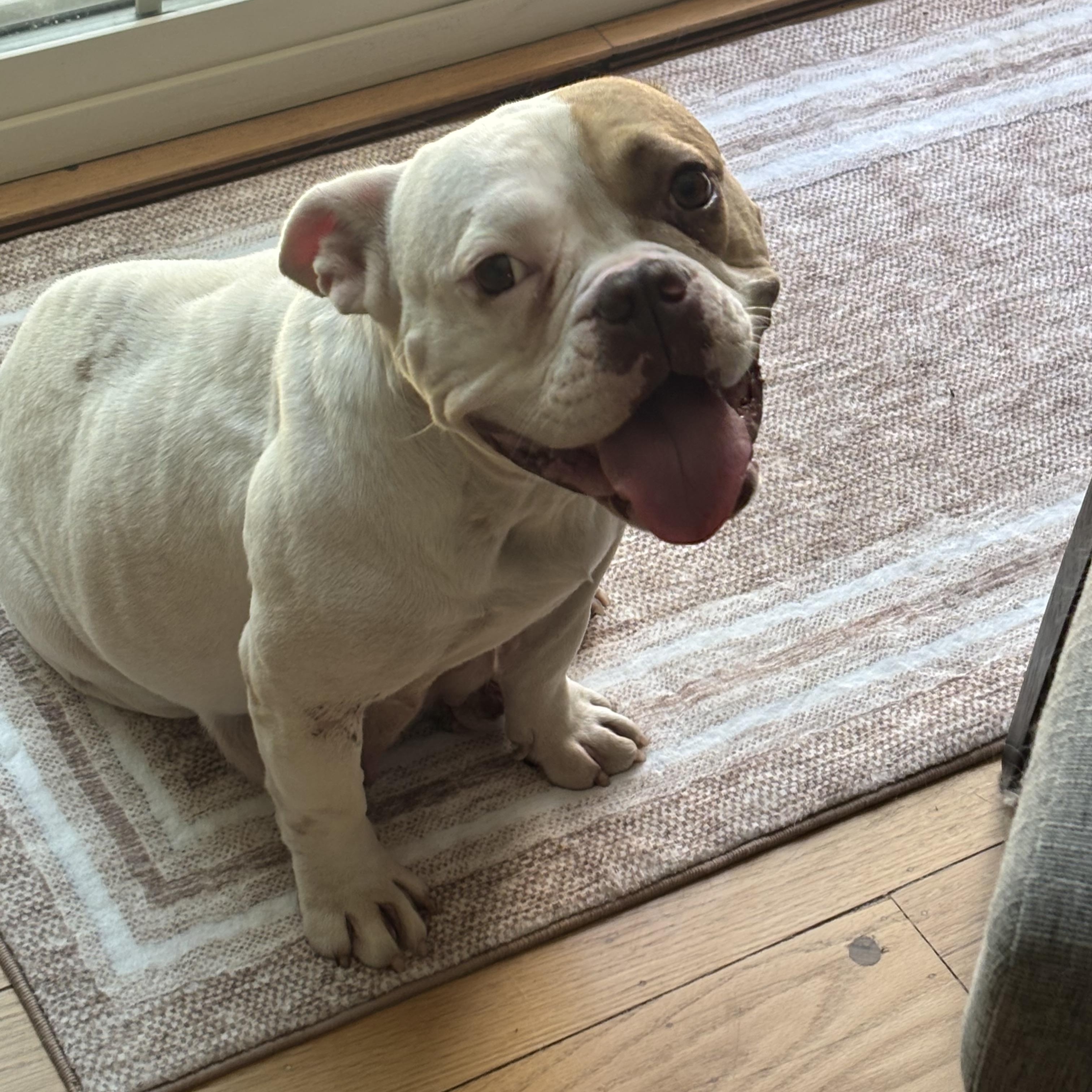 Georgina, Adopted, Young Female American Bulldog & French Bulldog.