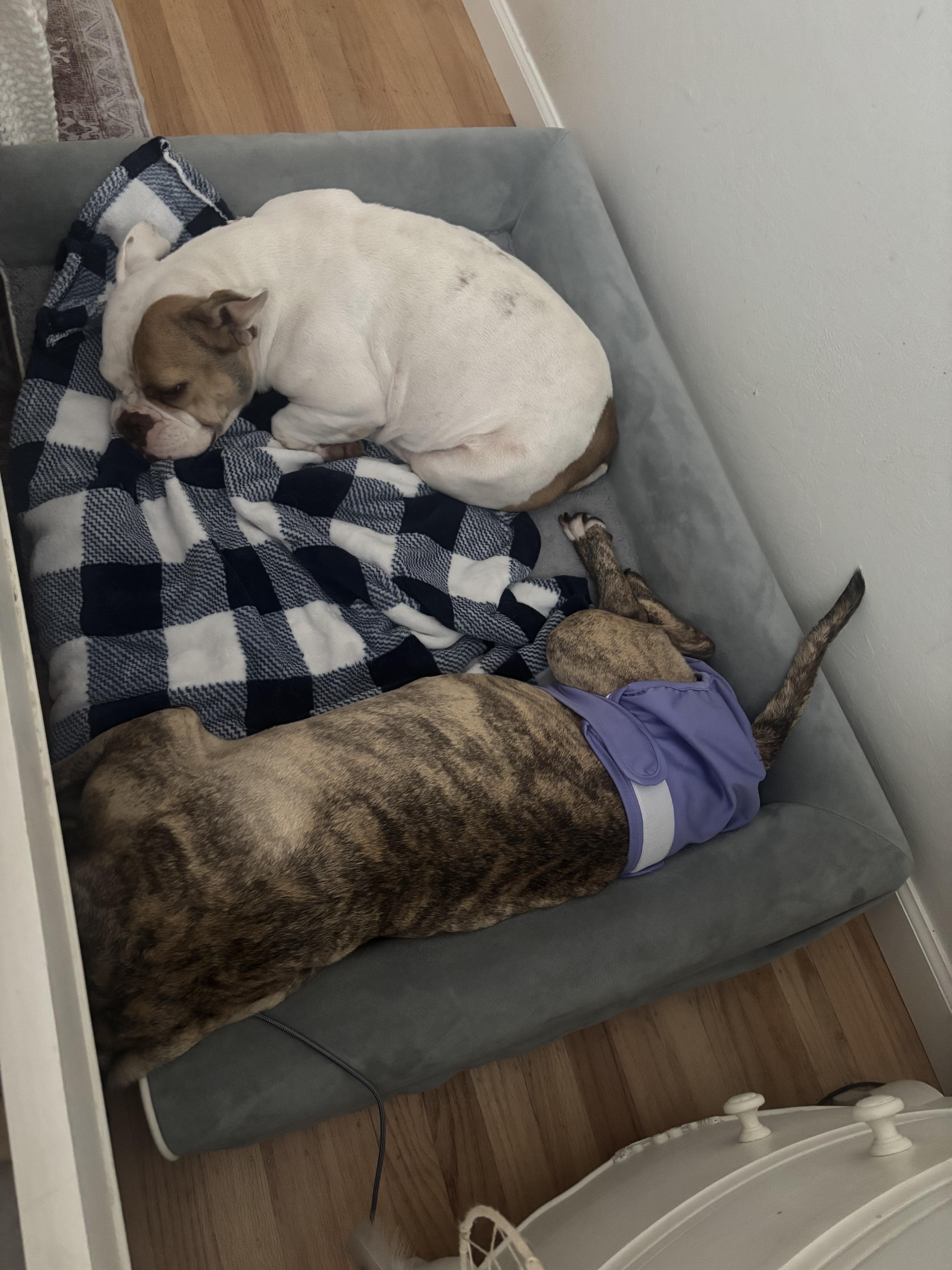 Enlarge Georgina, a Adopted mixed breed in SACRAMENTO, CA image 2/3