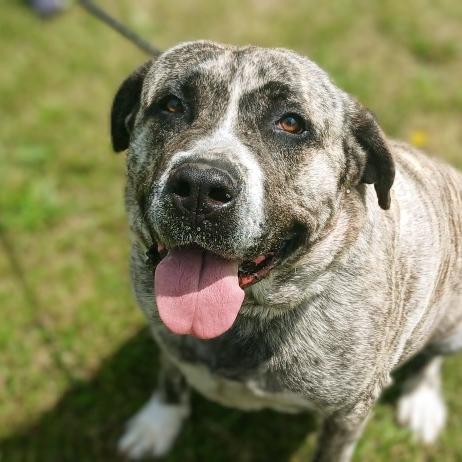 Enlarge Jellyroll, a Adoptable Mastiff in Flintstone, MD image 1/6