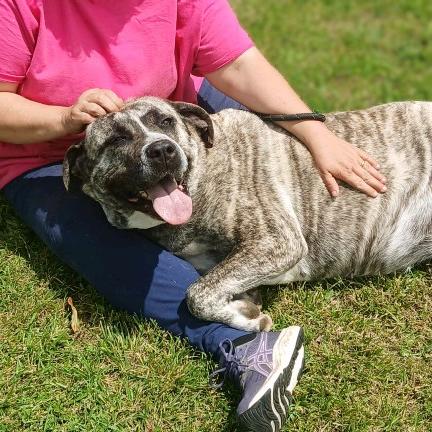 Jellyroll, Adoptable, Adult Female Mastiff.