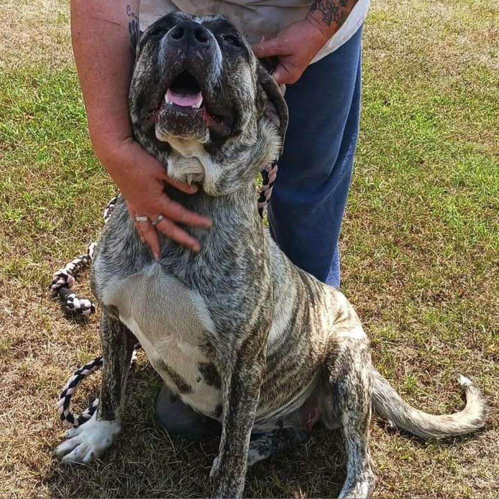 Enlarge Jellyroll, a Adoptable Mastiff in Flintstone, MD image 1/6