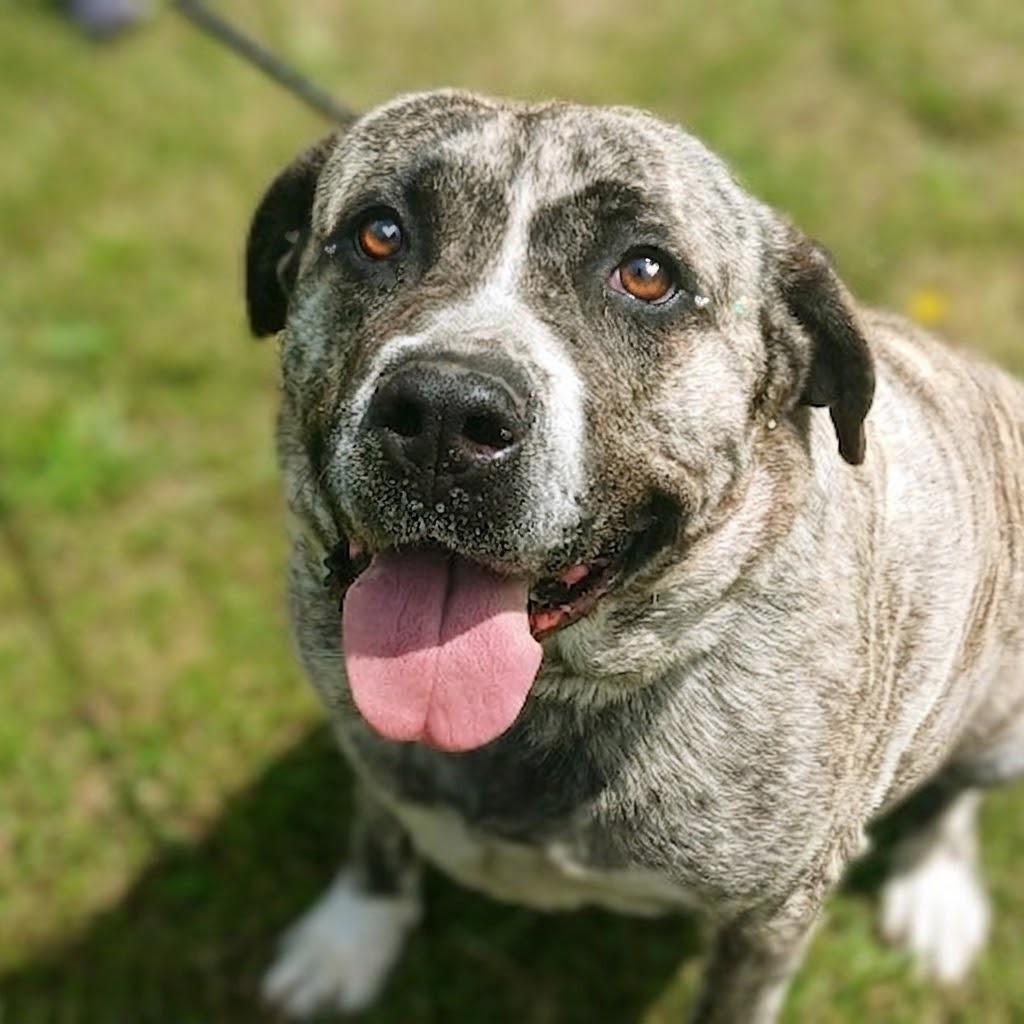 Enlarge Jellyroll, a Adoptable Mastiff in Flintstone, MD image 2/6