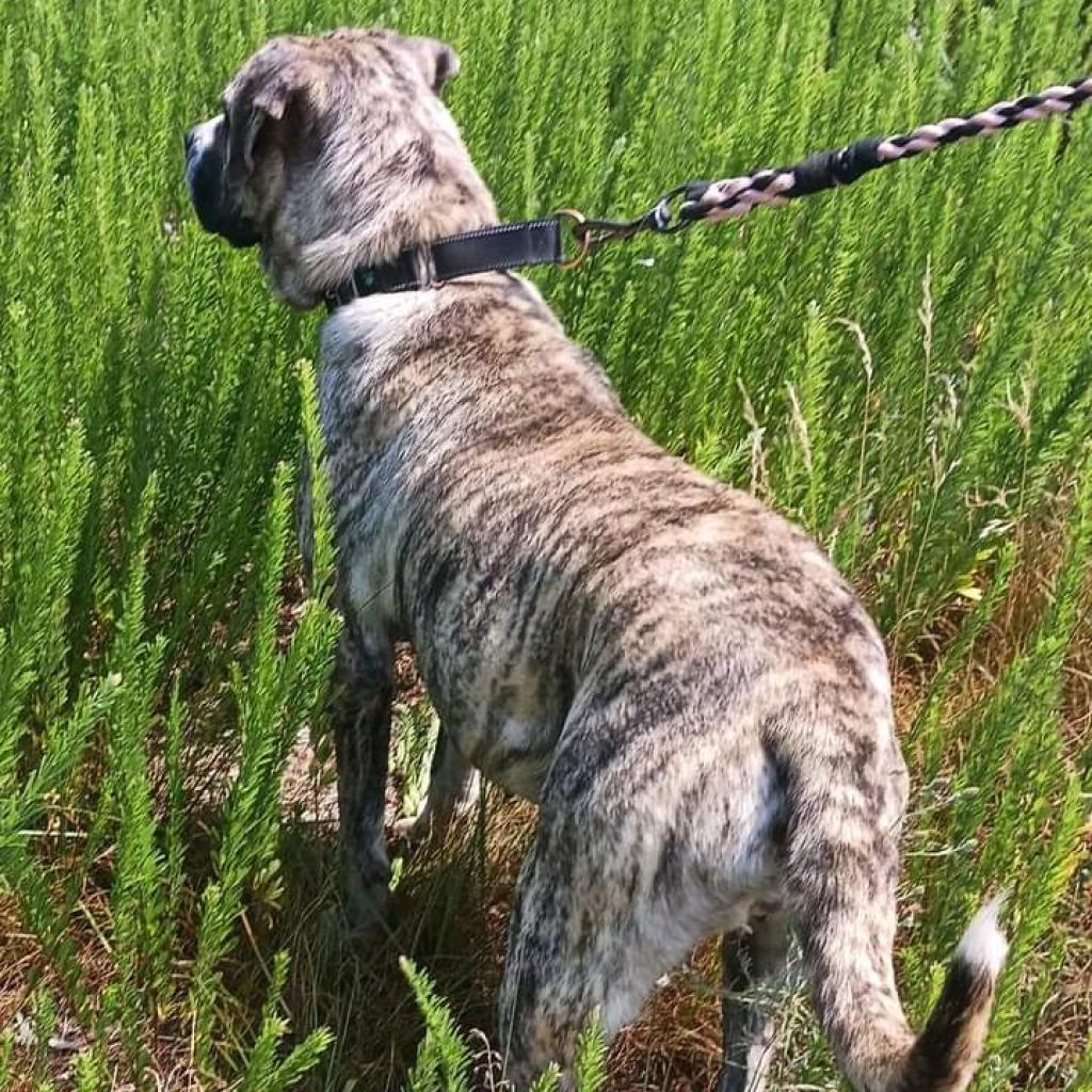 Enlarge Jellyroll, a Adoptable Mastiff in Flintstone, MD image 2/6