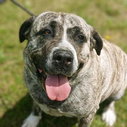 Enlarge Jellyroll, a Adoptable Mastiff in Flintstone, MD image 3/6